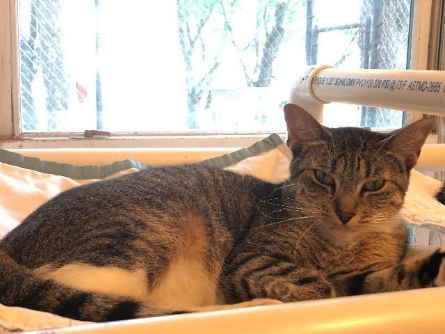 Mooky, Adoptable, Senior Female Domestic Short Hair.