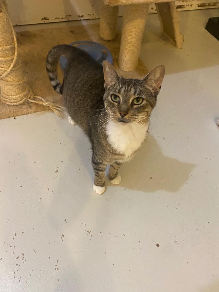 Enlarge Mooky, a Adoptable mixed breed in Bourbonnais, IL image 2/3