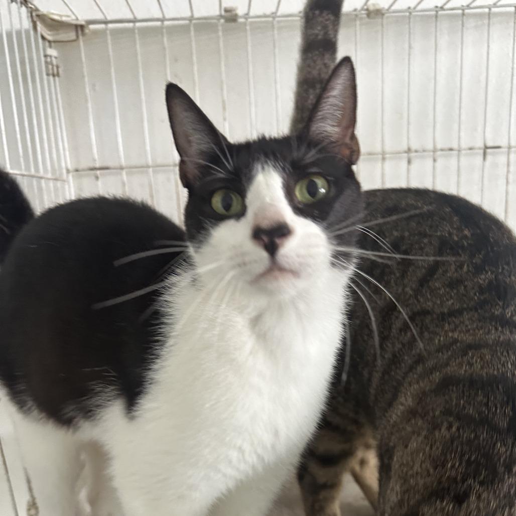 Greko, Adoptable, Adult Male Domestic Short Hair.