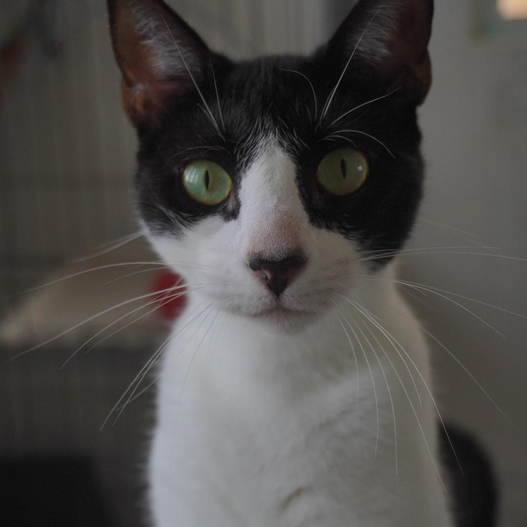Greko, a Adoptable Domestic Short Hair in San Juan, PR image 2/5