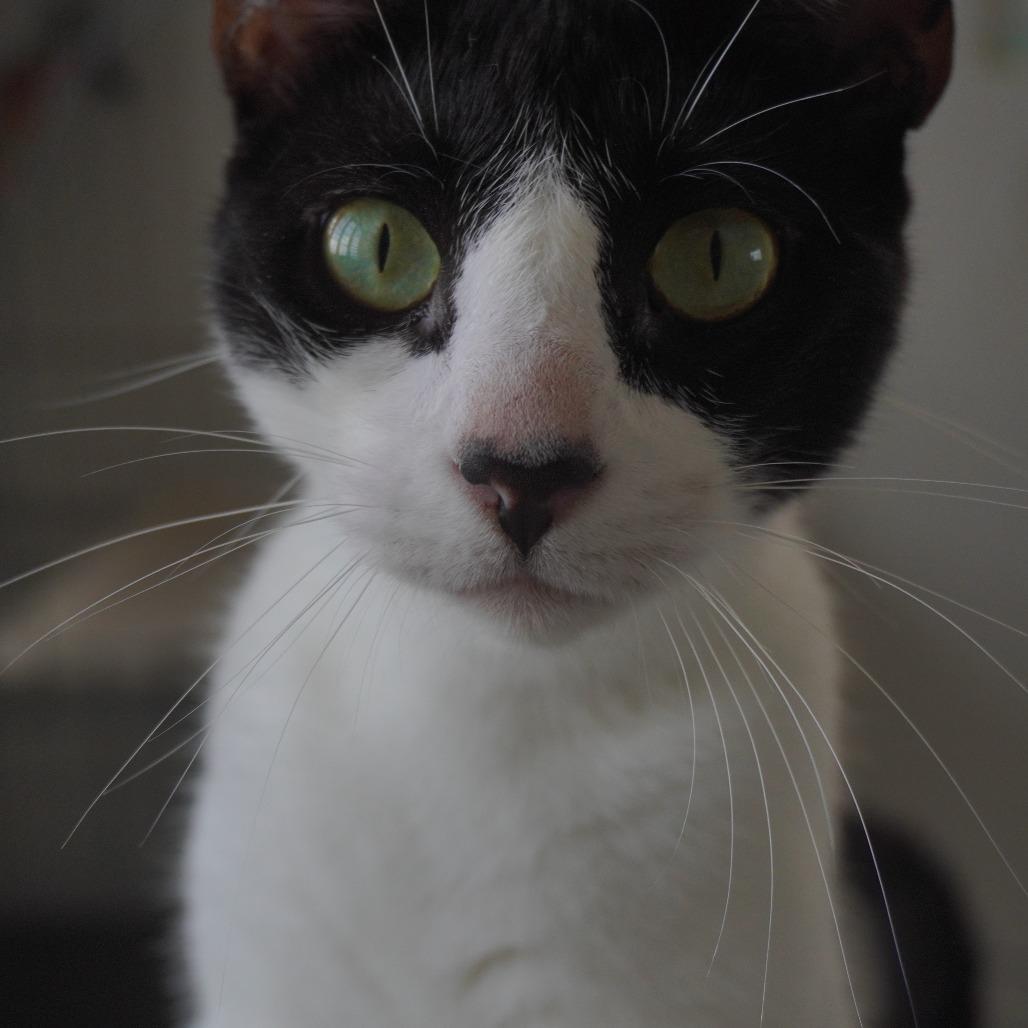 Greko, a Adoptable Domestic Short Hair in San Juan, PR image 3/5