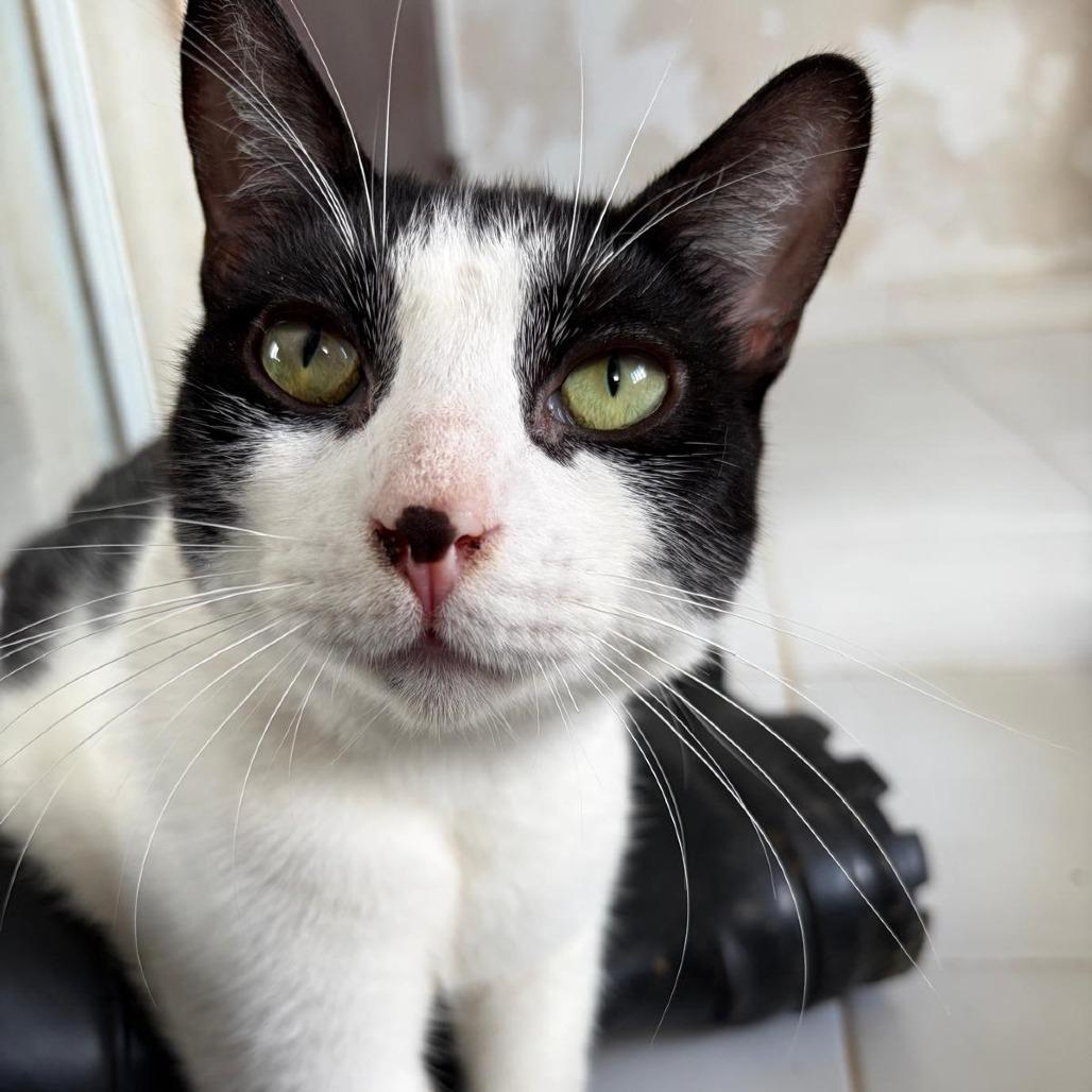 Greko, a Adoptable Domestic Short Hair in San Juan, PR image 4/5