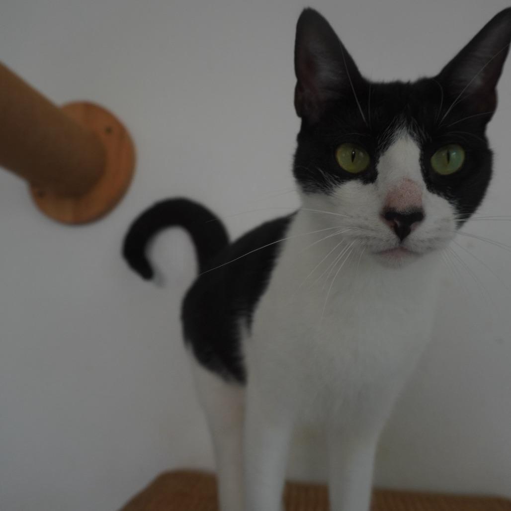 Greko, a Adoptable Domestic Short Hair in San Juan, PR image 5/5