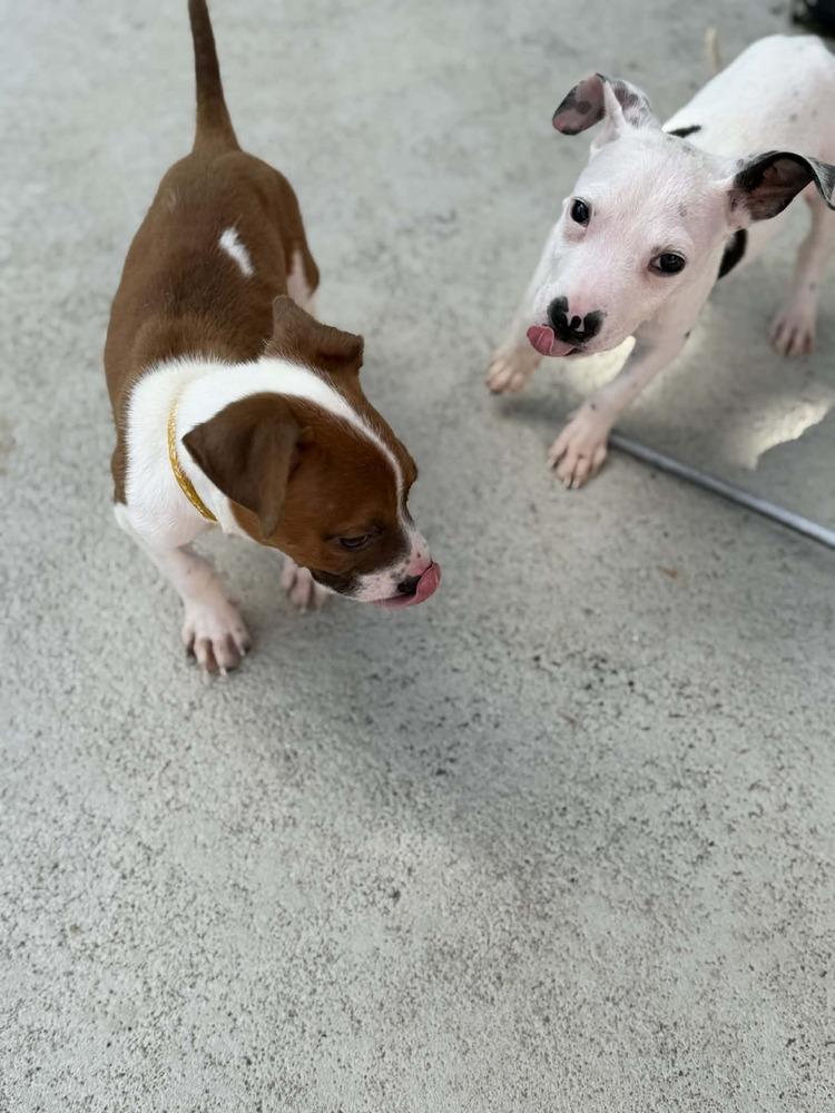 Enlarge Brady, a Adoptable Terrier in Deltona, FL image 1/4