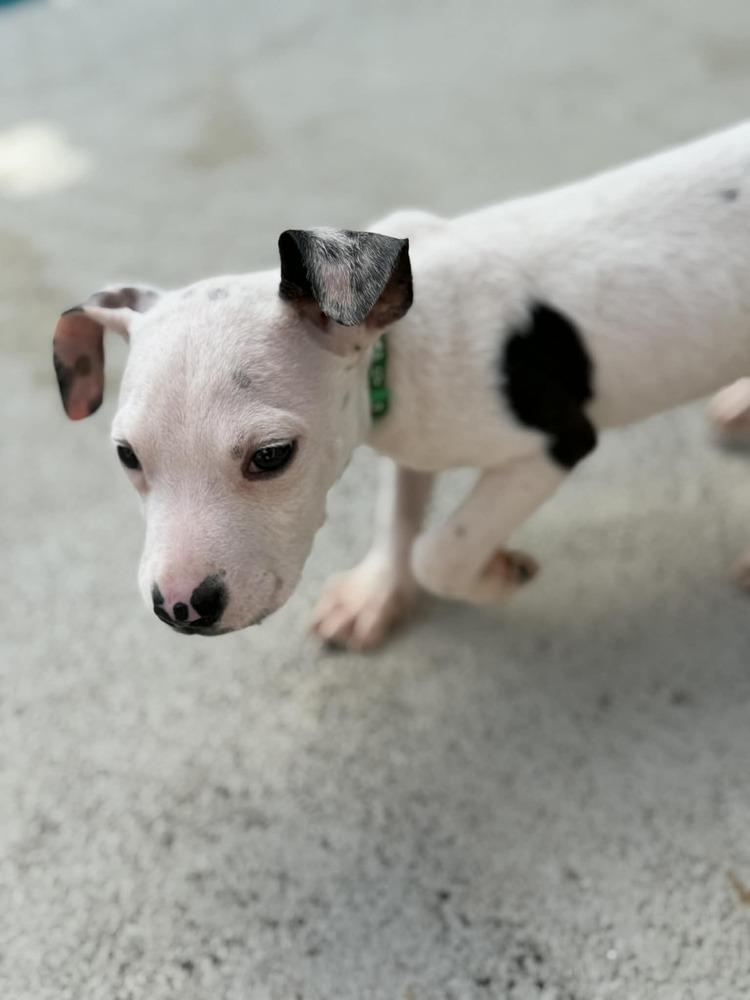 Enlarge Brady, a Adoptable Terrier in Deltona, FL image 2/4