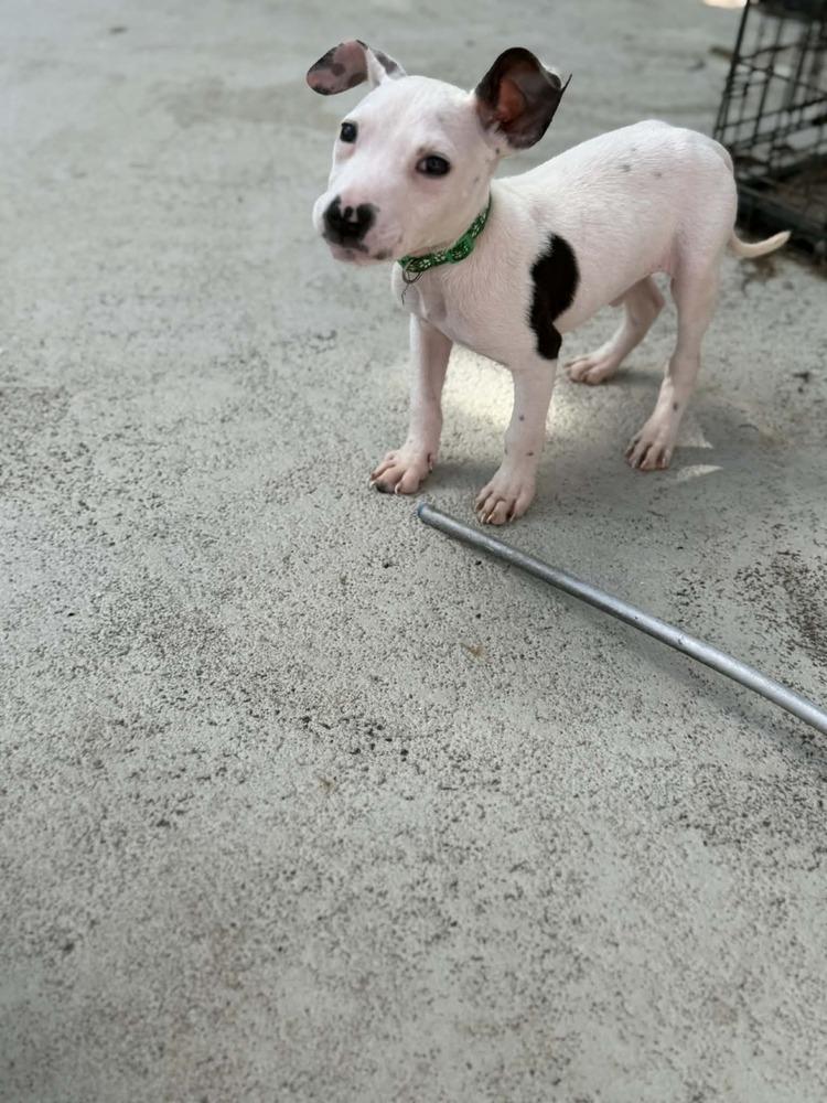 Enlarge Brady, a Adoptable Terrier in Deltona, FL image 3/4
