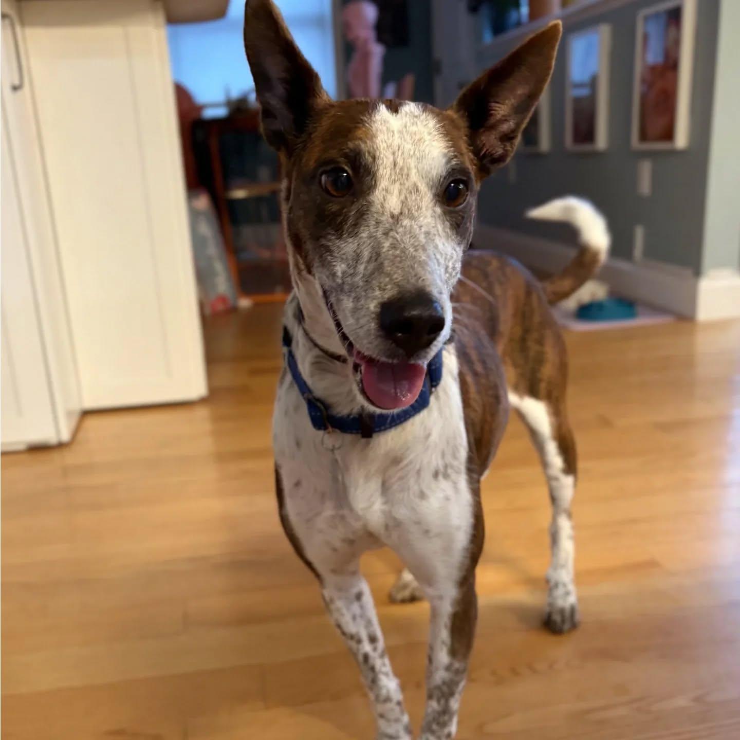 Juno (Foster or Adopter Wanted. Reduced Fee)