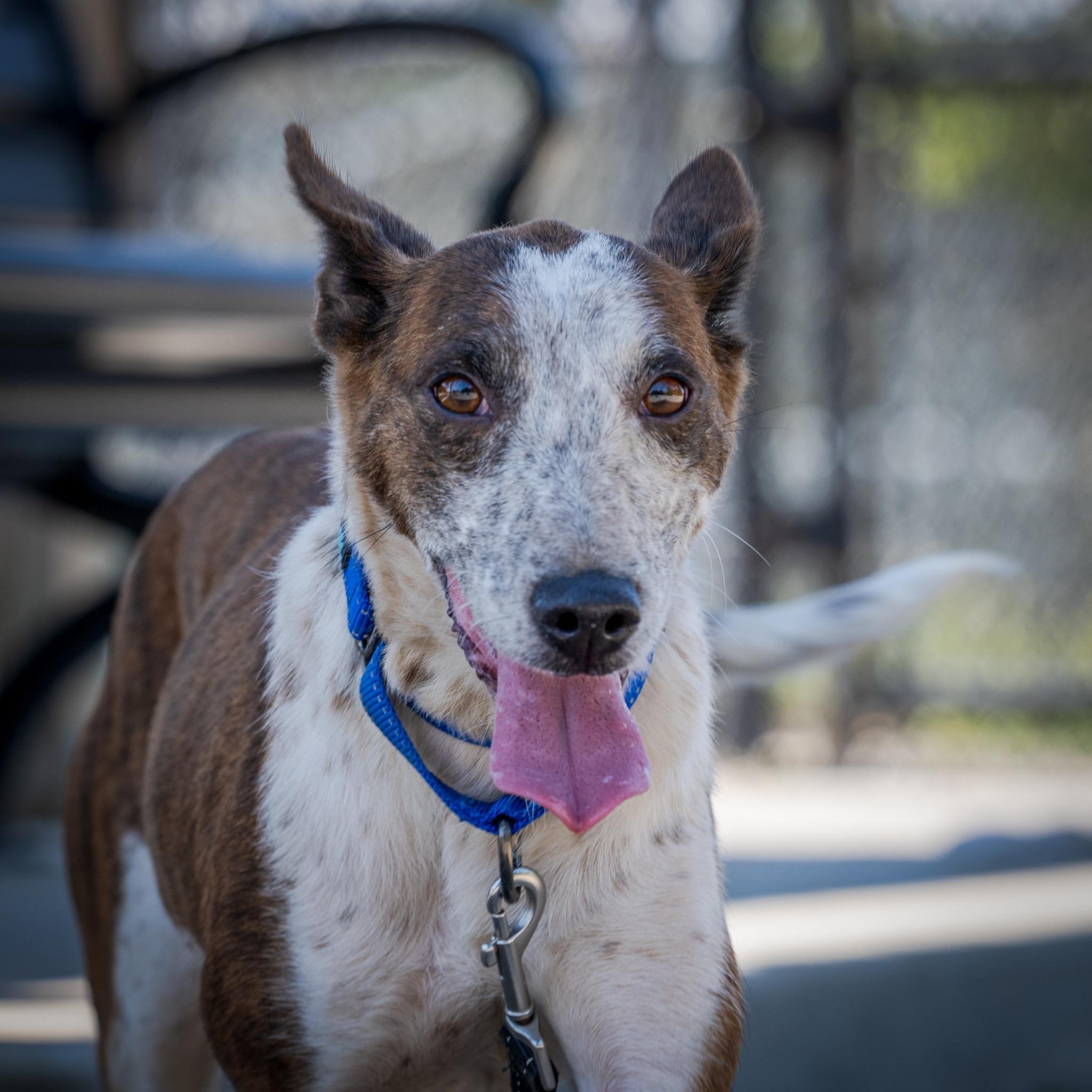 Juno (Foster or Adopter Wanted. Reduced Fee)