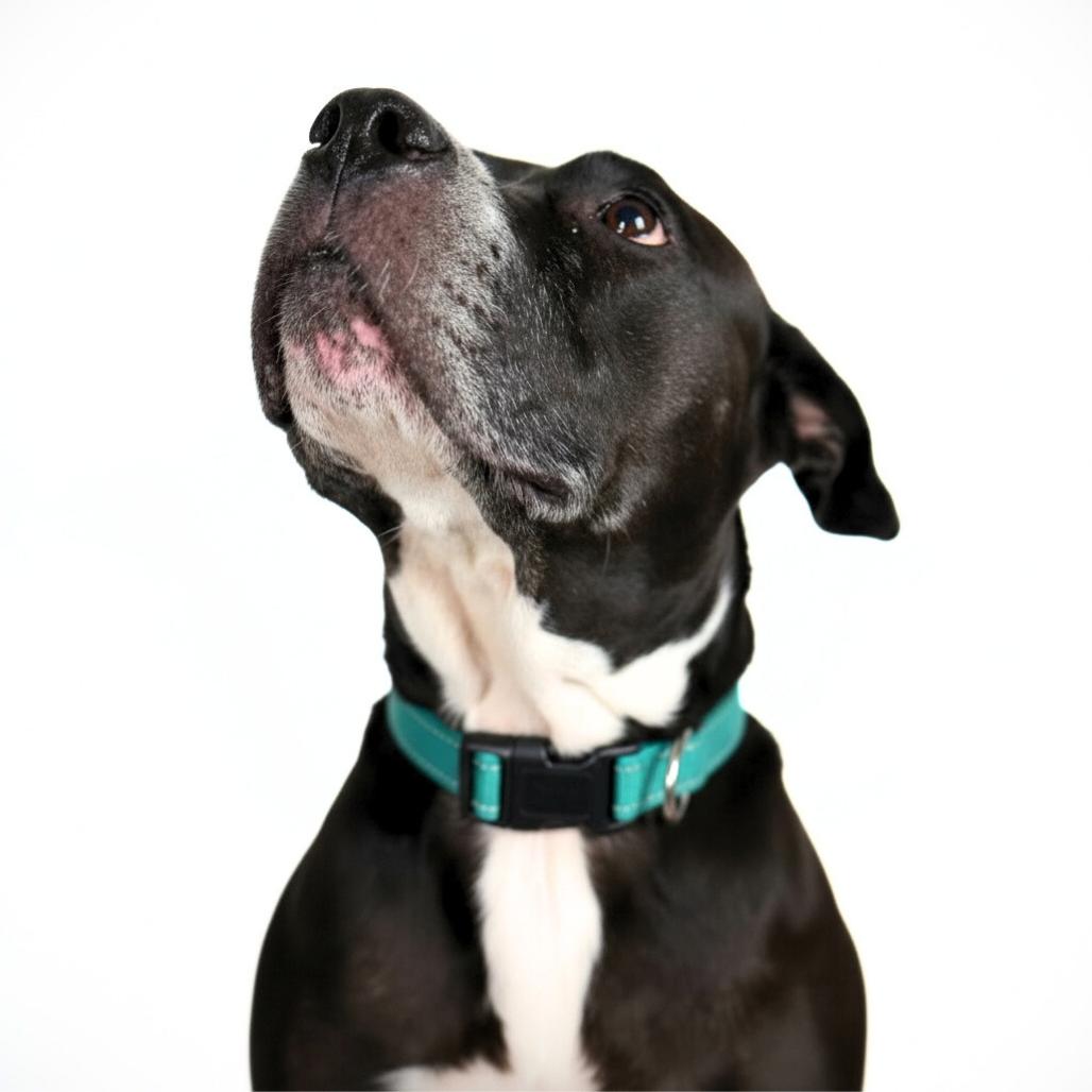 Enlarge Cindy, a Adoptable Mixed Breed in Bangall, NY image 1/6