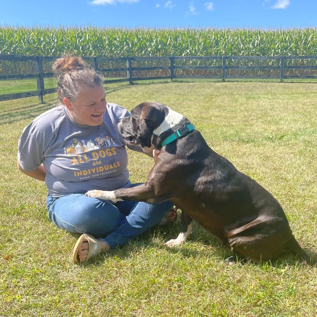 Enlarge Cindy, a Adoptable Mixed Breed in Bangall, NY image 2/6