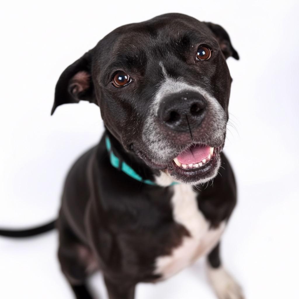 Enlarge Cindy, a Adoptable Mixed Breed in Bangall, NY image 3/6