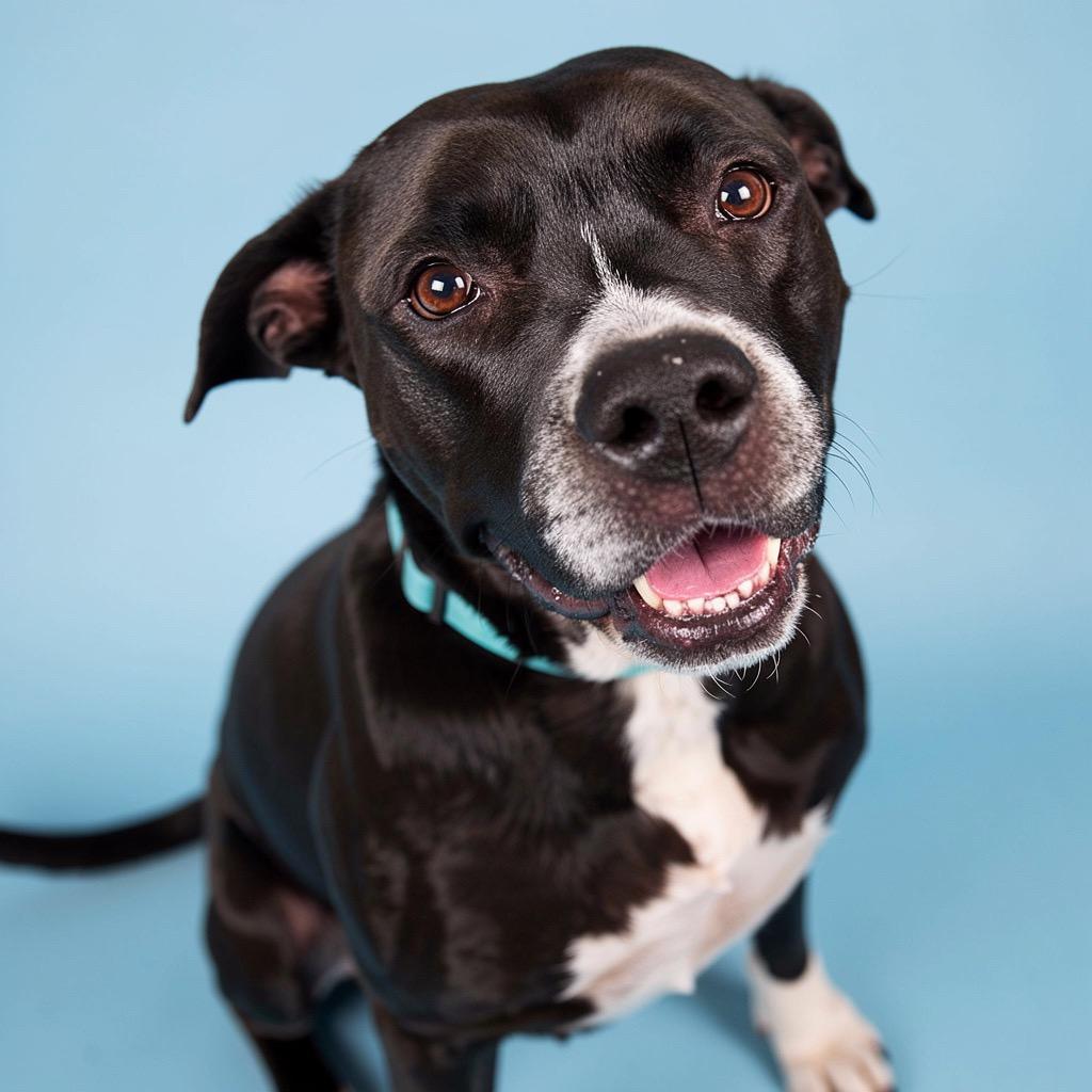 Enlarge Cindy, a Adoptable Mixed Breed in Bangall, NY image 3/6