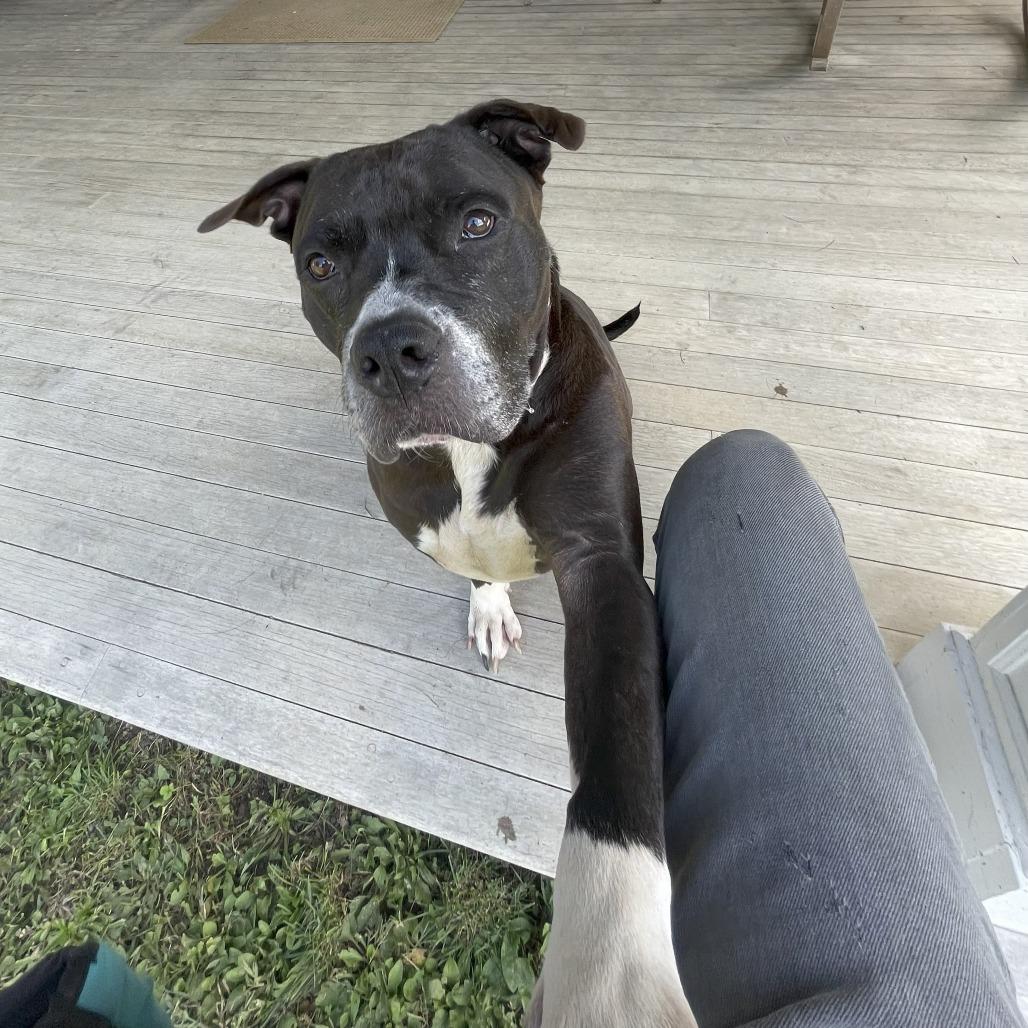 Enlarge Cindy, a Adoptable Mixed Breed in Bangall, NY image 2/5