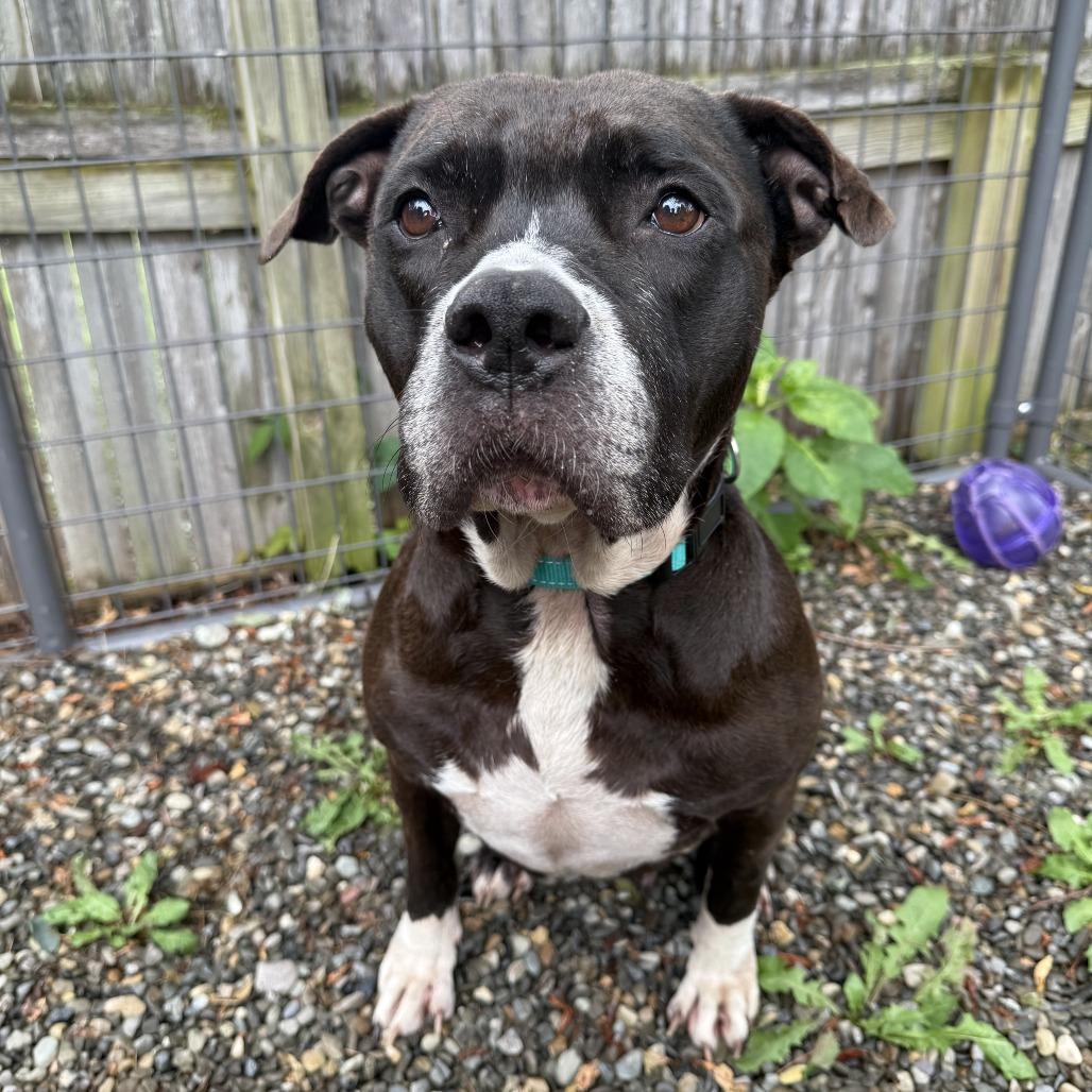 Enlarge Cindy, a Adoptable Mixed Breed in Bangall, NY image 4/6