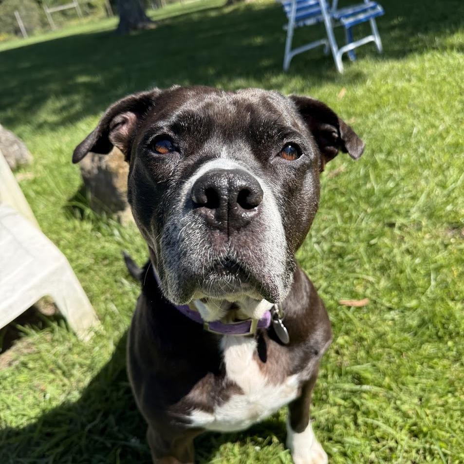 Enlarge Cindy, a Adoptable Mixed Breed in Bangall, NY image 3/5