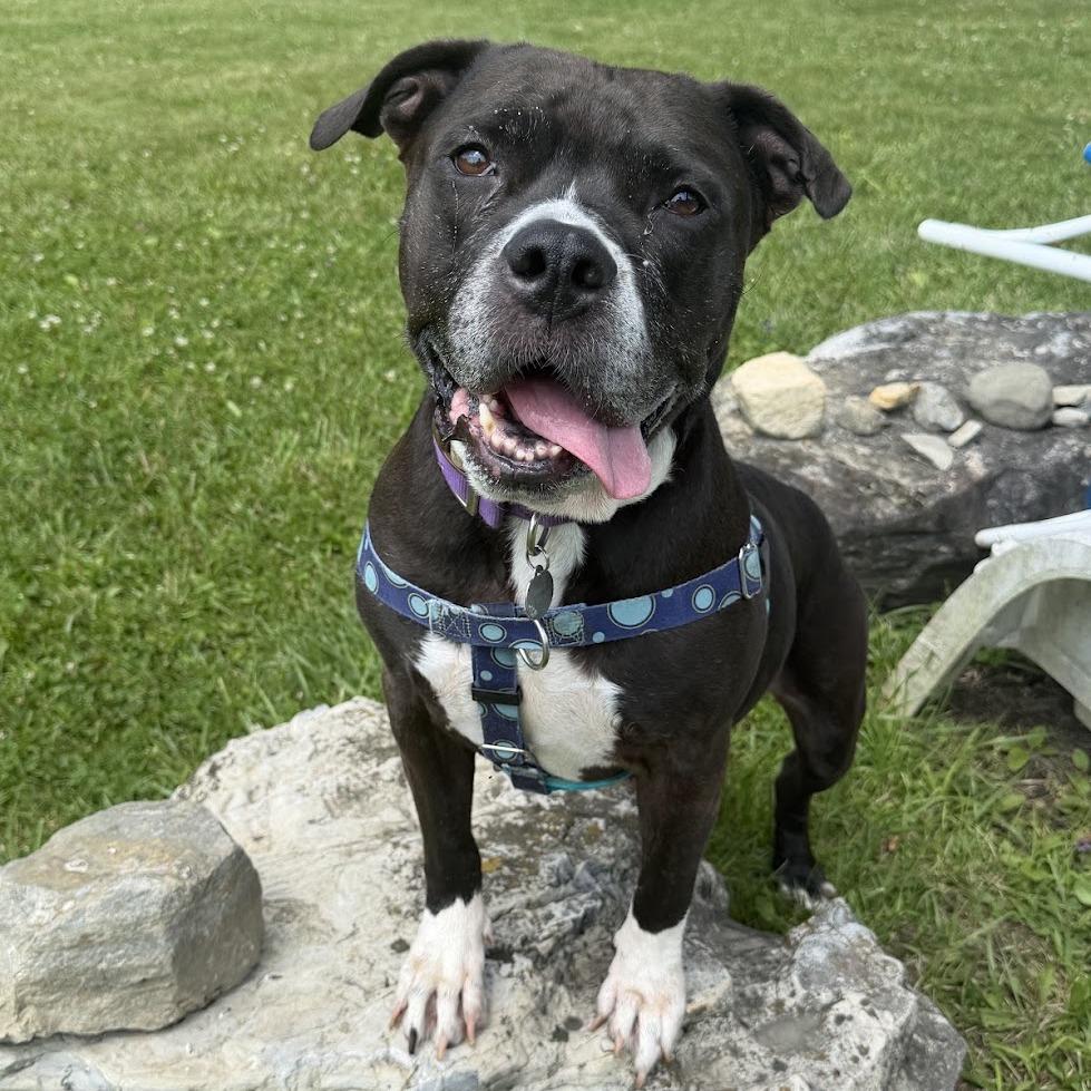 Enlarge Cindy, a Adoptable Mixed Breed in Bangall, NY image 4/5