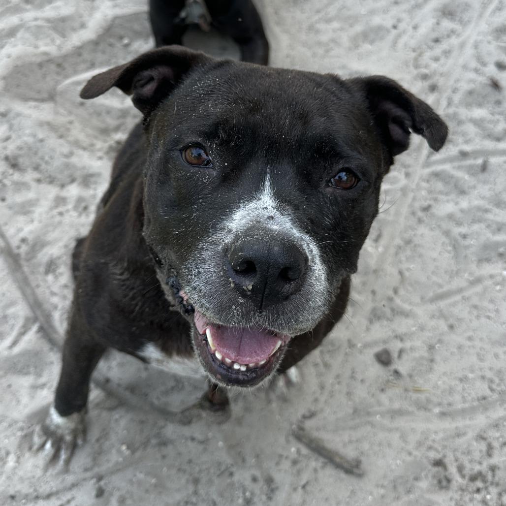 Enlarge Cindy, a Adoptable Mixed Breed in Bangall, NY image 6/6