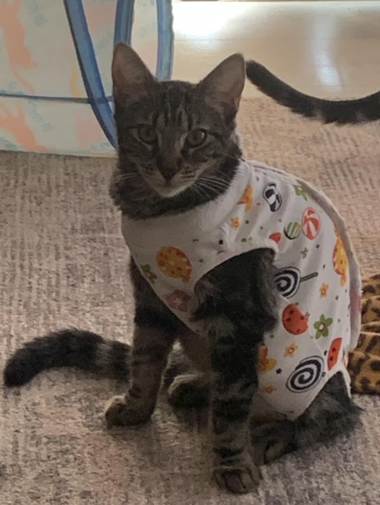 Faylynn - the playful one!, a Adoptable Tabby in Fountain Valley, CA image 2/3