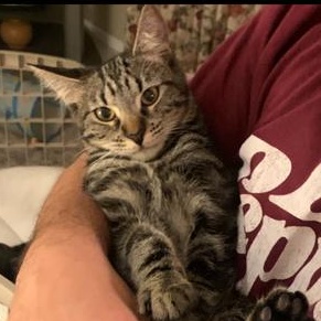 Faylynn - the playful one!, a Adoptable Tabby in Fountain Valley, CA image 1/3