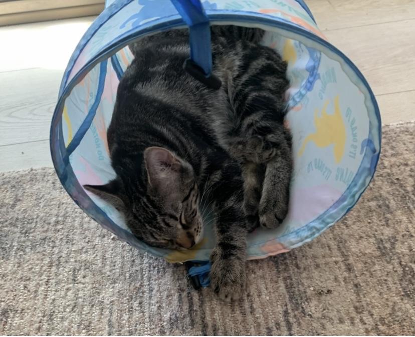 Faylynn - the playful one!, a Adoptable Tabby in Fountain Valley, CA image 3/3