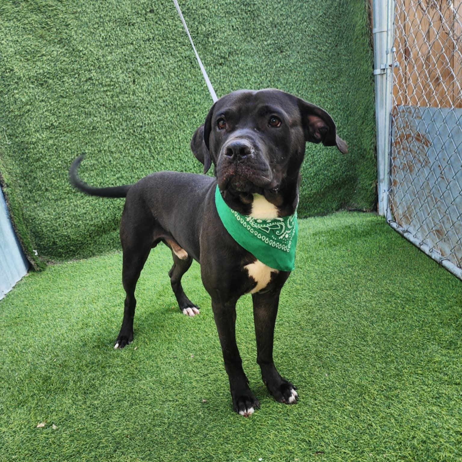 Babe Ruth — thumbnail 5