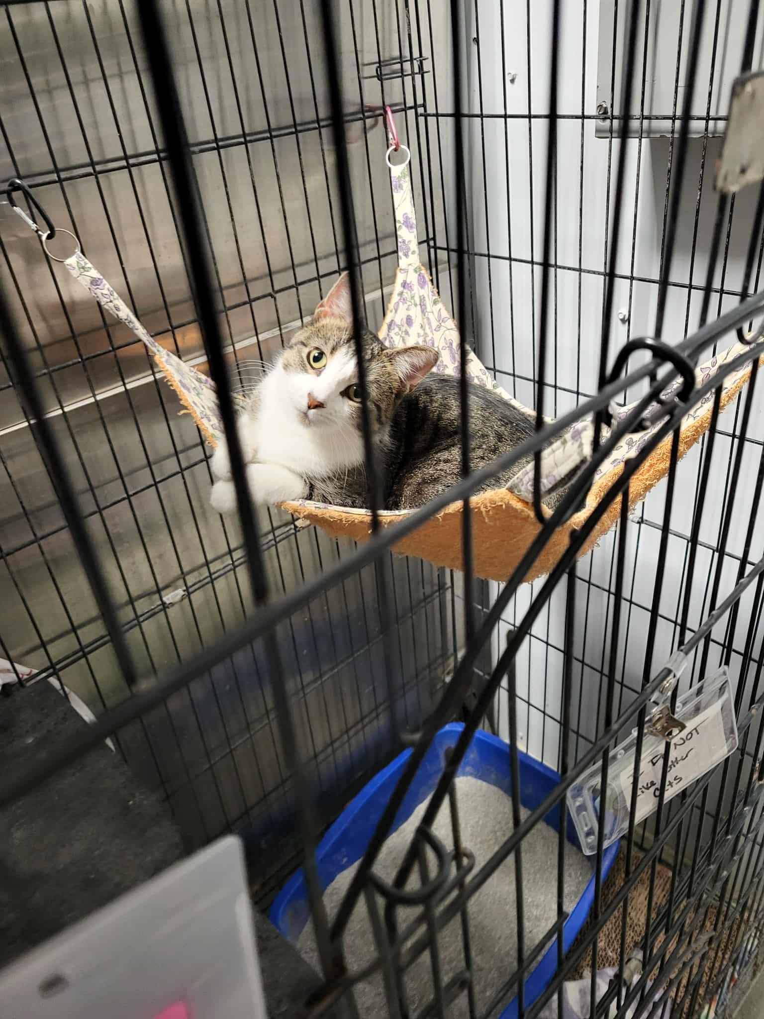 Kimmer — thumbnail 3