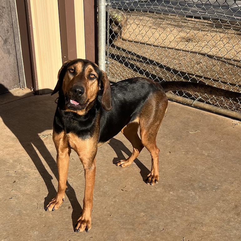Honey, ADOPTABLE, Adult Female Bloodhound & Shepherd.