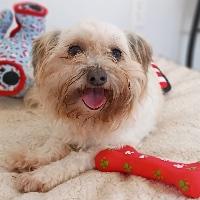Chiquita, adopted, Senior Female Shih Tzu.