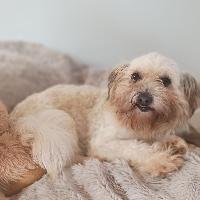 Enlarge Chiquita, an adopted mixed breed in Fulshear , TX image 2/2