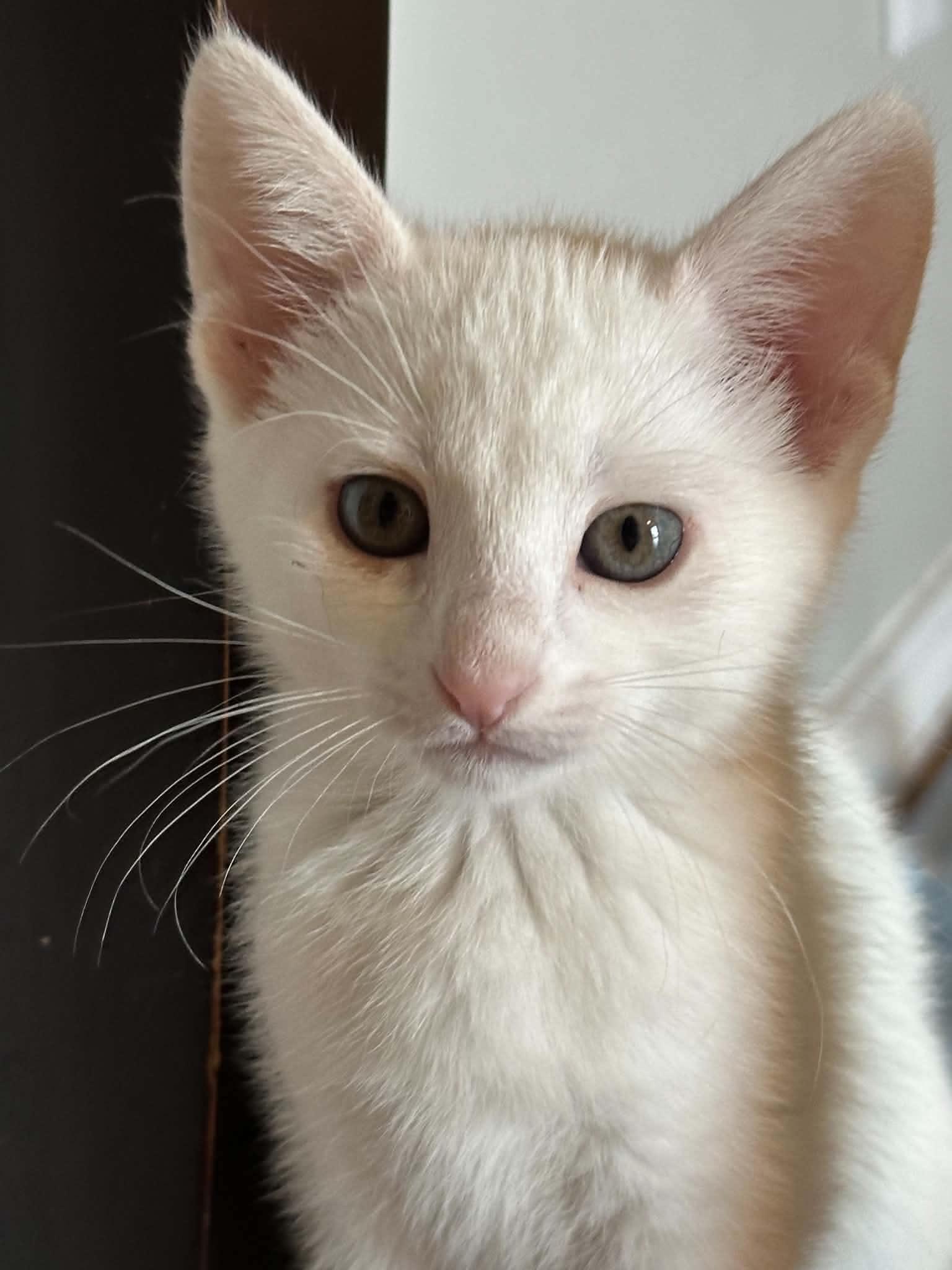 Enlarge Aria, a Adoptable Domestic Short Hair in Bonney Lake, WA image 3/4