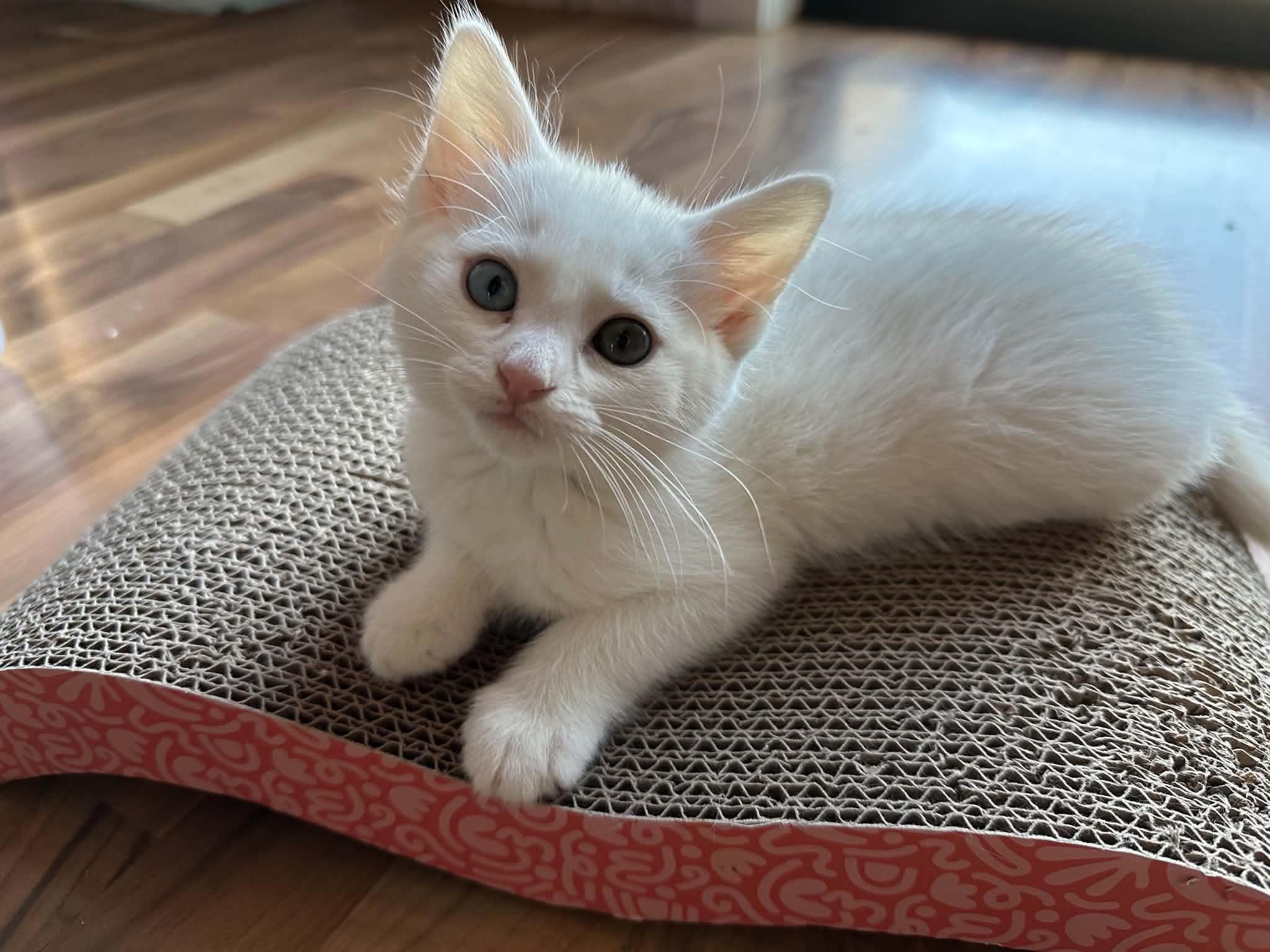 Aria, Adoptable, Kitten Female Domestic Short Hair.