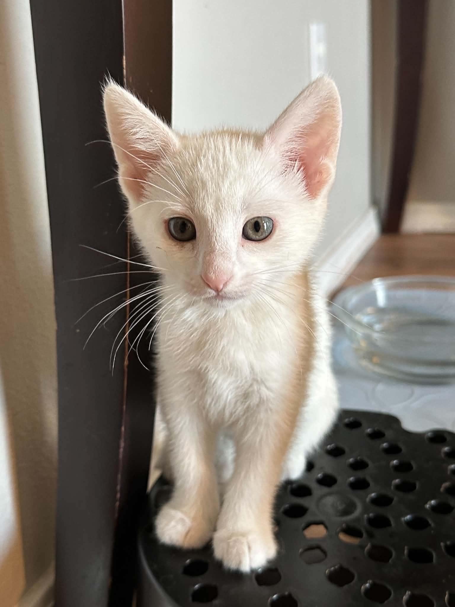 Enlarge Aria, a Adoptable Domestic Short Hair in Bonney Lake, WA image 2/4