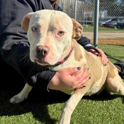 Enlarge Mabel, a Adoptable mixed breed in Gastonia, NC image 1/3