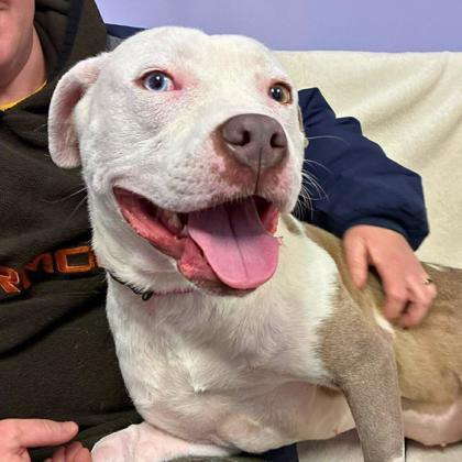 Mabel, Adoptable, Adult Female Terrier & Mixed Breed.