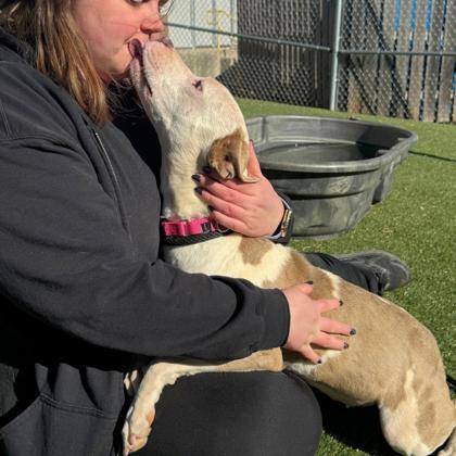 Enlarge Mabel, a Adoptable mixed breed in Gastonia, NC image 2/3