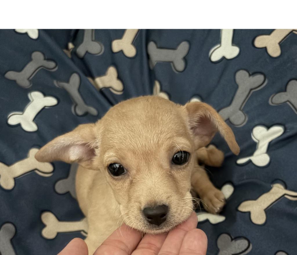 Millie, Adopted, Puppy Female Chihuahua.