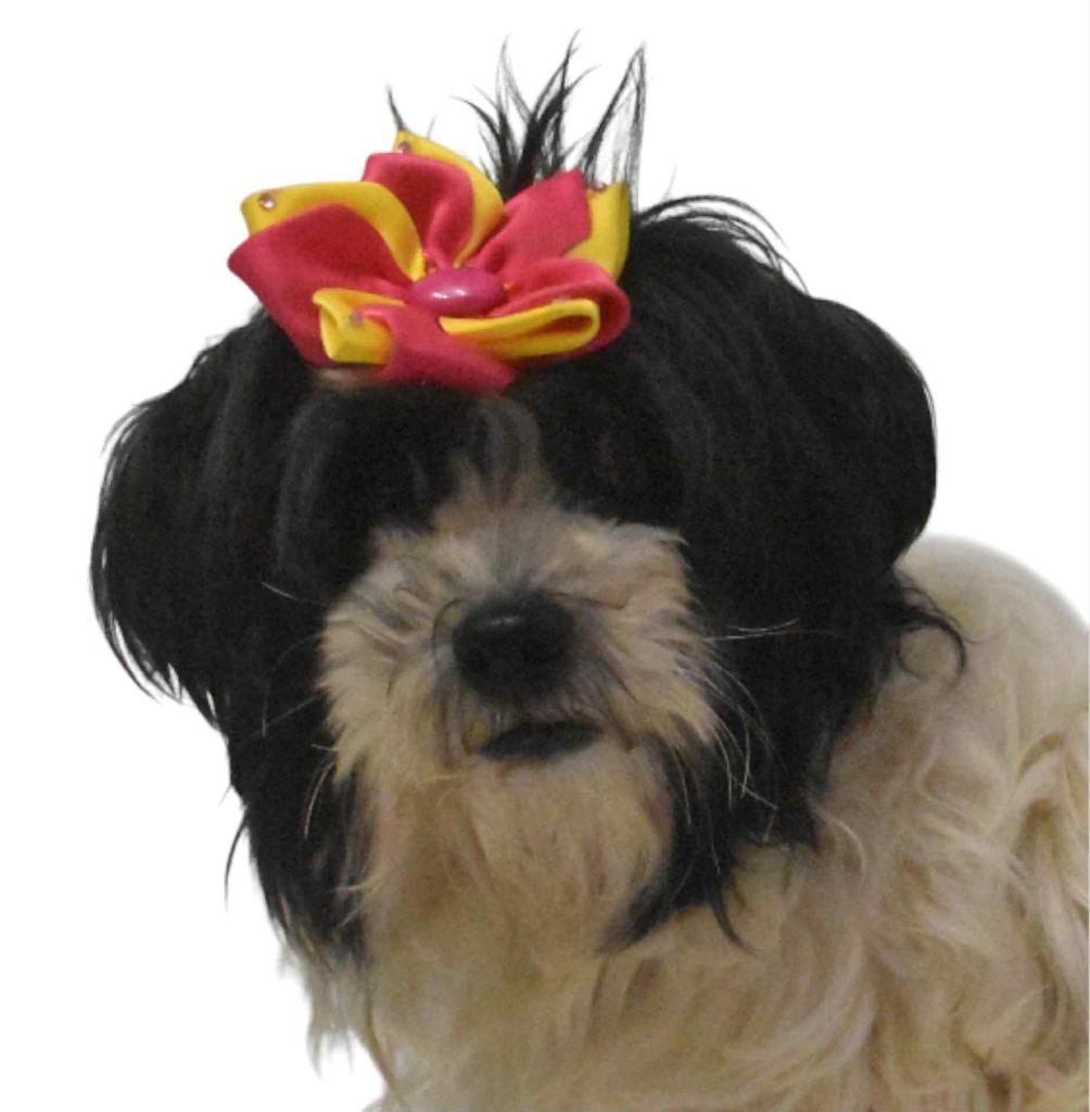 Marseille, Adoptable, Adult Female Poodle.