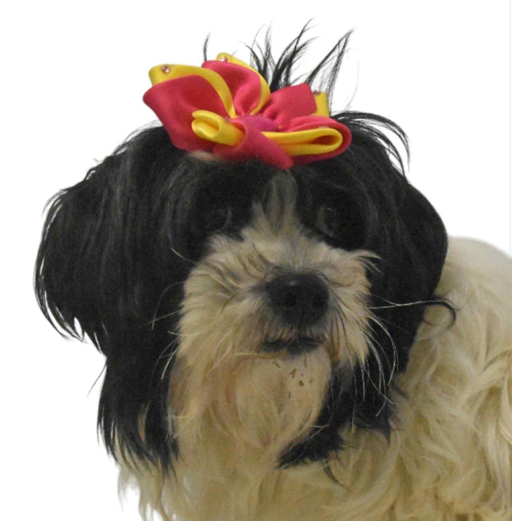 Enlarge Marseille, a Adoptable Poodle in Springfield, OH image 2/6