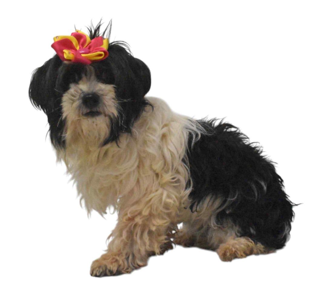 Enlarge Marseille, a Adoptable Poodle in Springfield, OH image 3/6