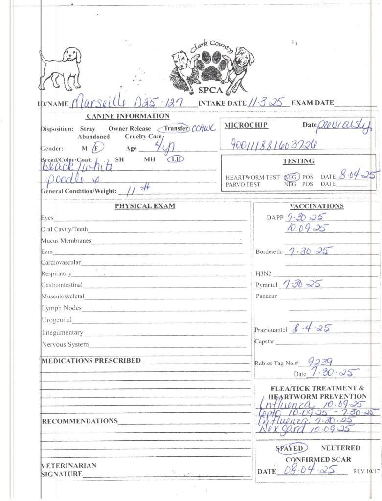 Enlarge Marseille, a Adoptable Poodle in Springfield, OH image 4/6