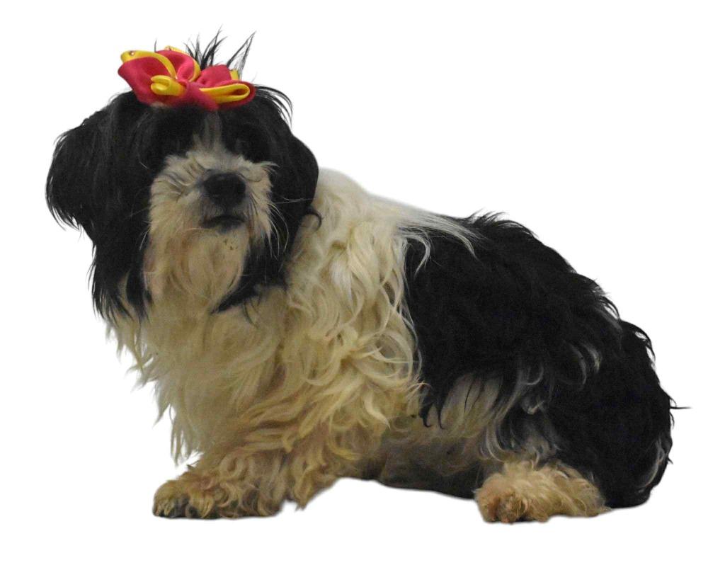 Enlarge Marseille, a Adoptable Poodle in Springfield, OH image 5/6