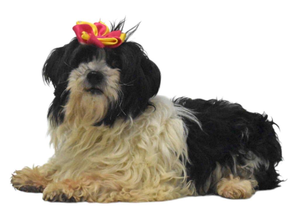 Enlarge Marseille, a Adoptable Poodle in Springfield, OH image 6/6