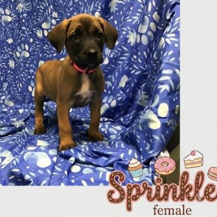 Sprinkle, adopted, Puppy Female Belgian Shepherd / Malinois.