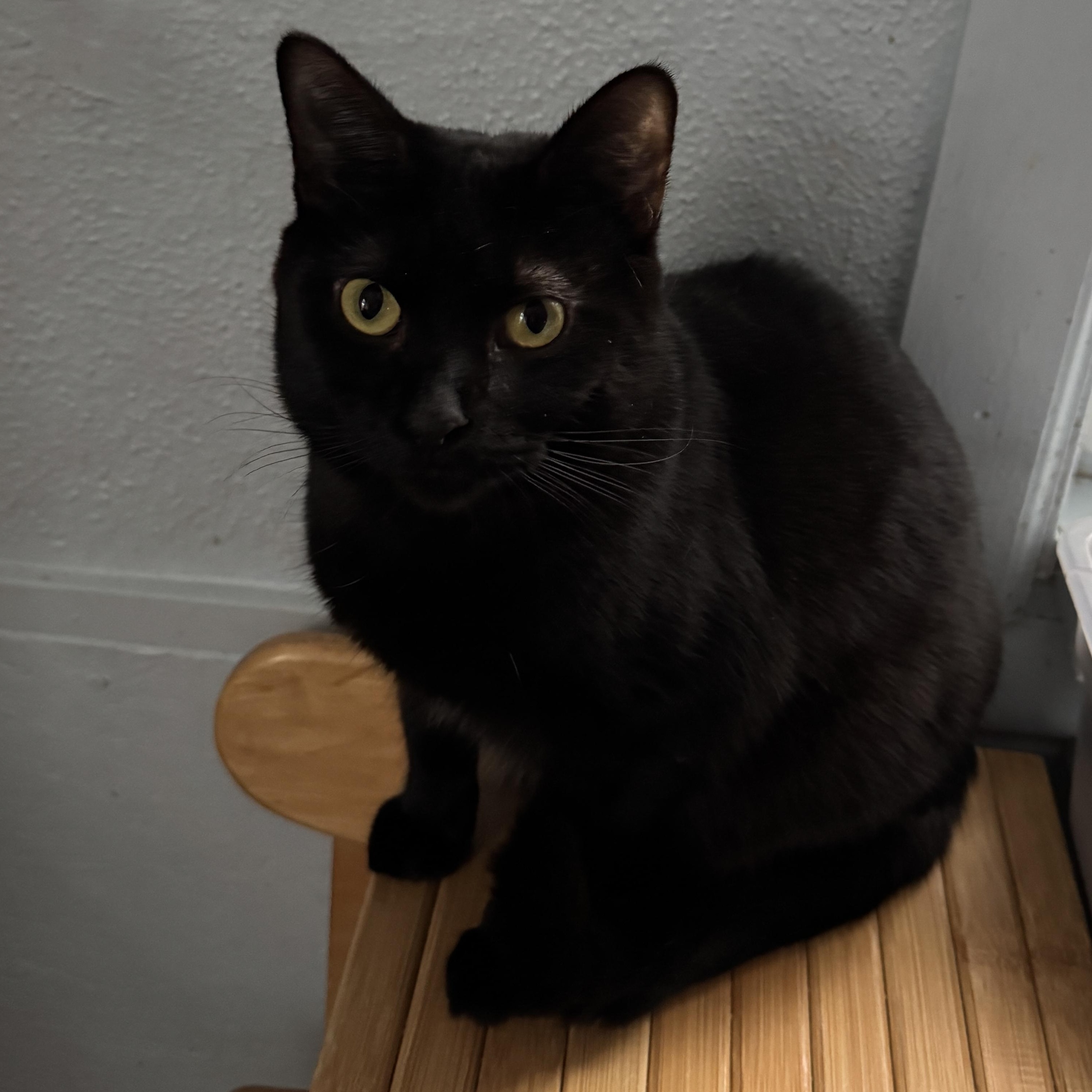 Regina, Adoptable, Young Female Domestic Short Hair.