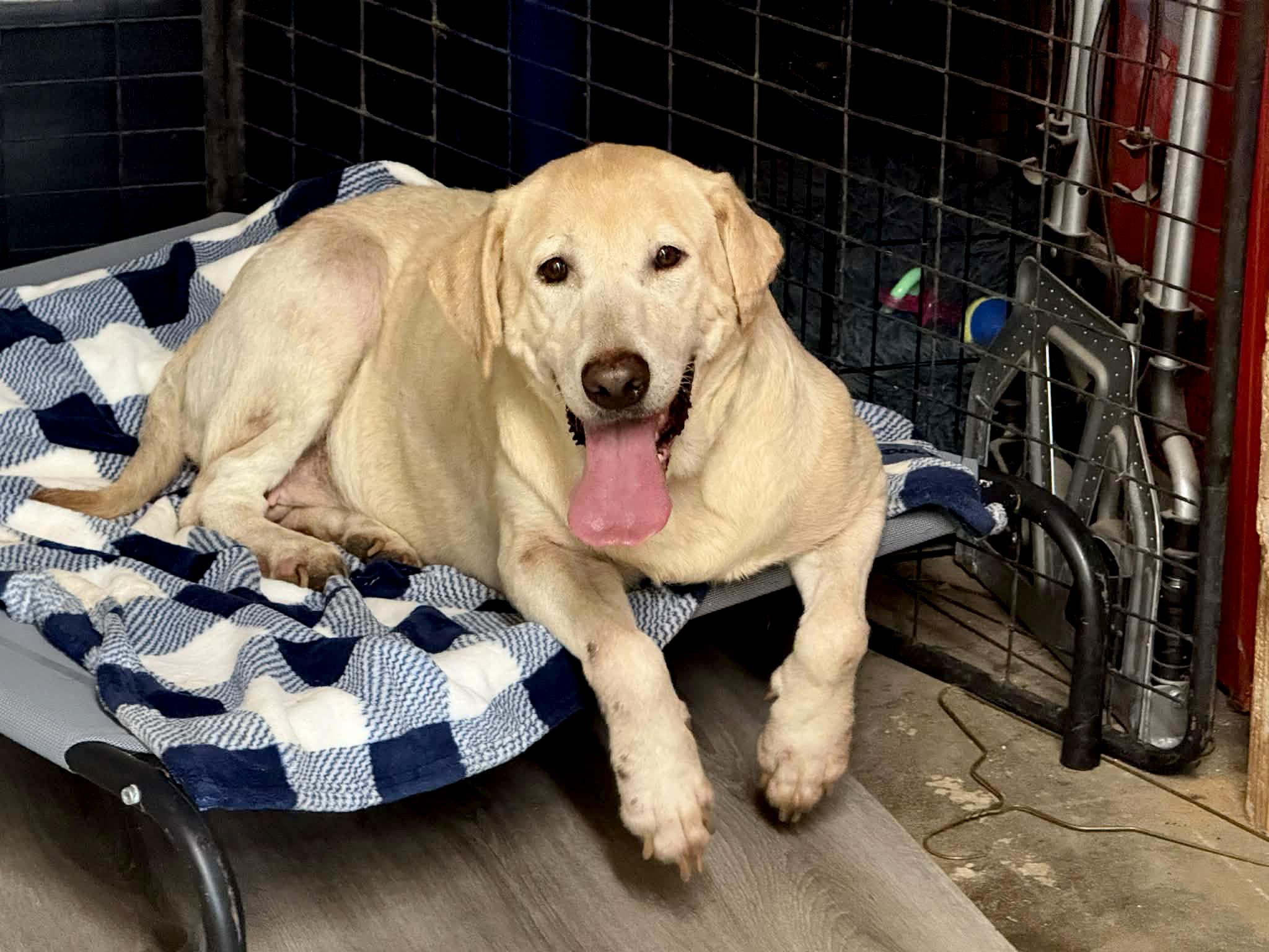 Enlarge Dallas, a ADOPTABLE Yellow Labrador Retriever in Elloree, SC image 2/3