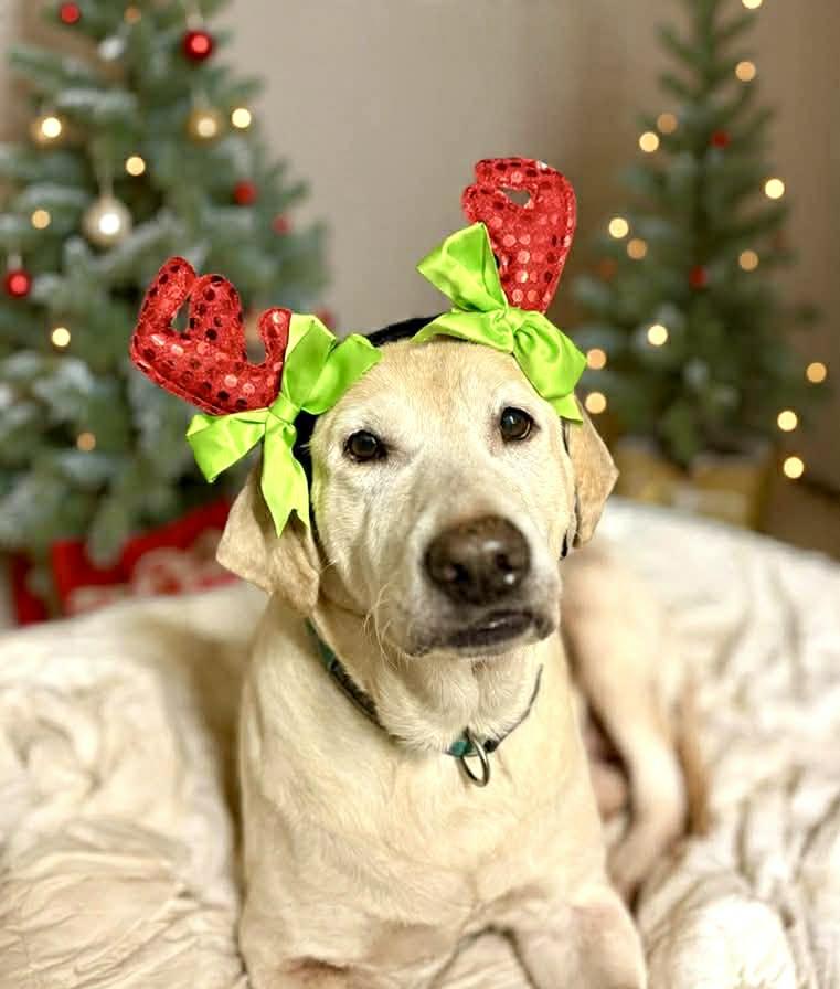 Enlarge Dallas, a ADOPTABLE Yellow Labrador Retriever in Elloree, SC image 1/3