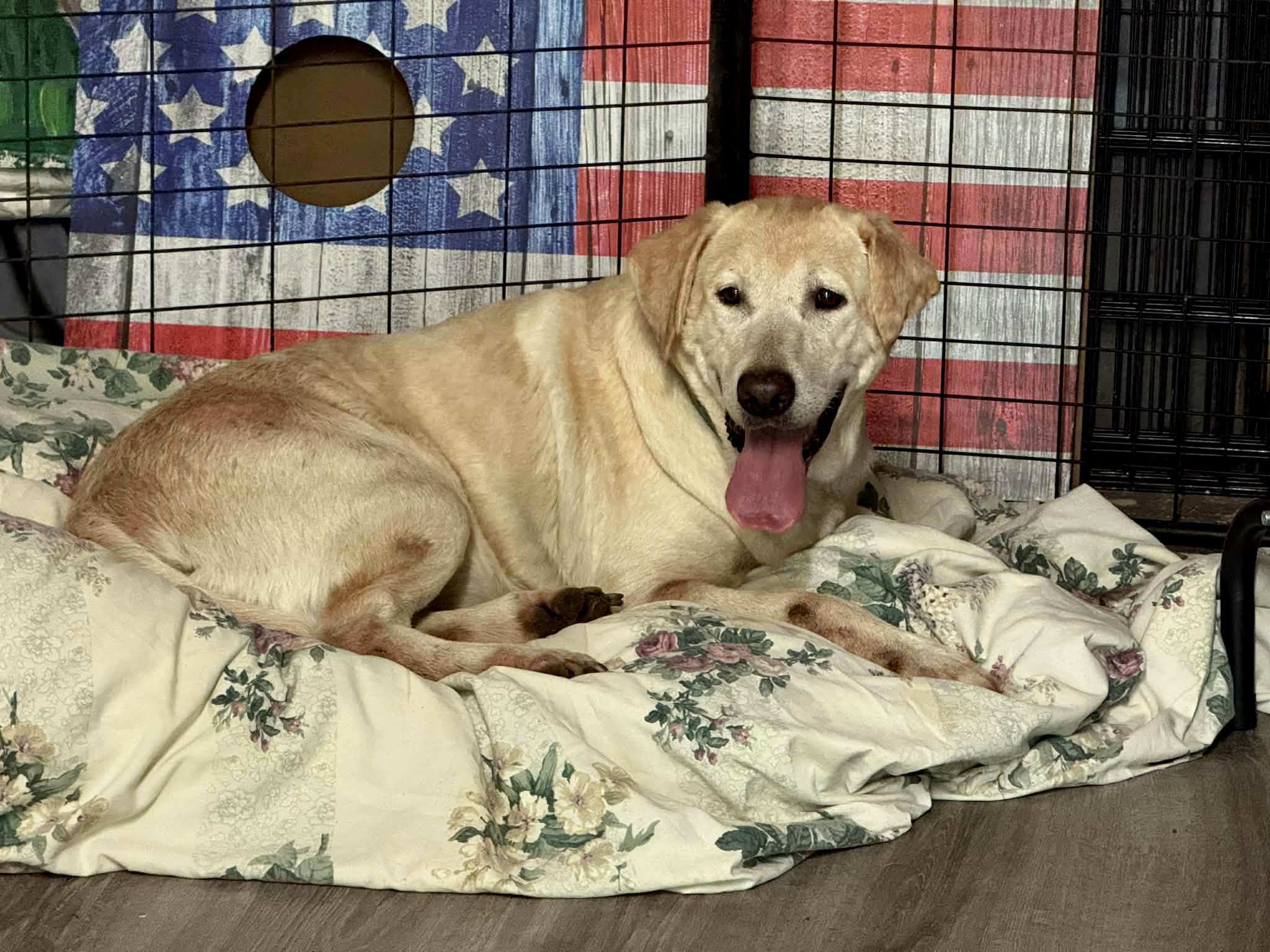Enlarge Dallas, a ADOPTABLE Yellow Labrador Retriever in Elloree, SC image 3/3