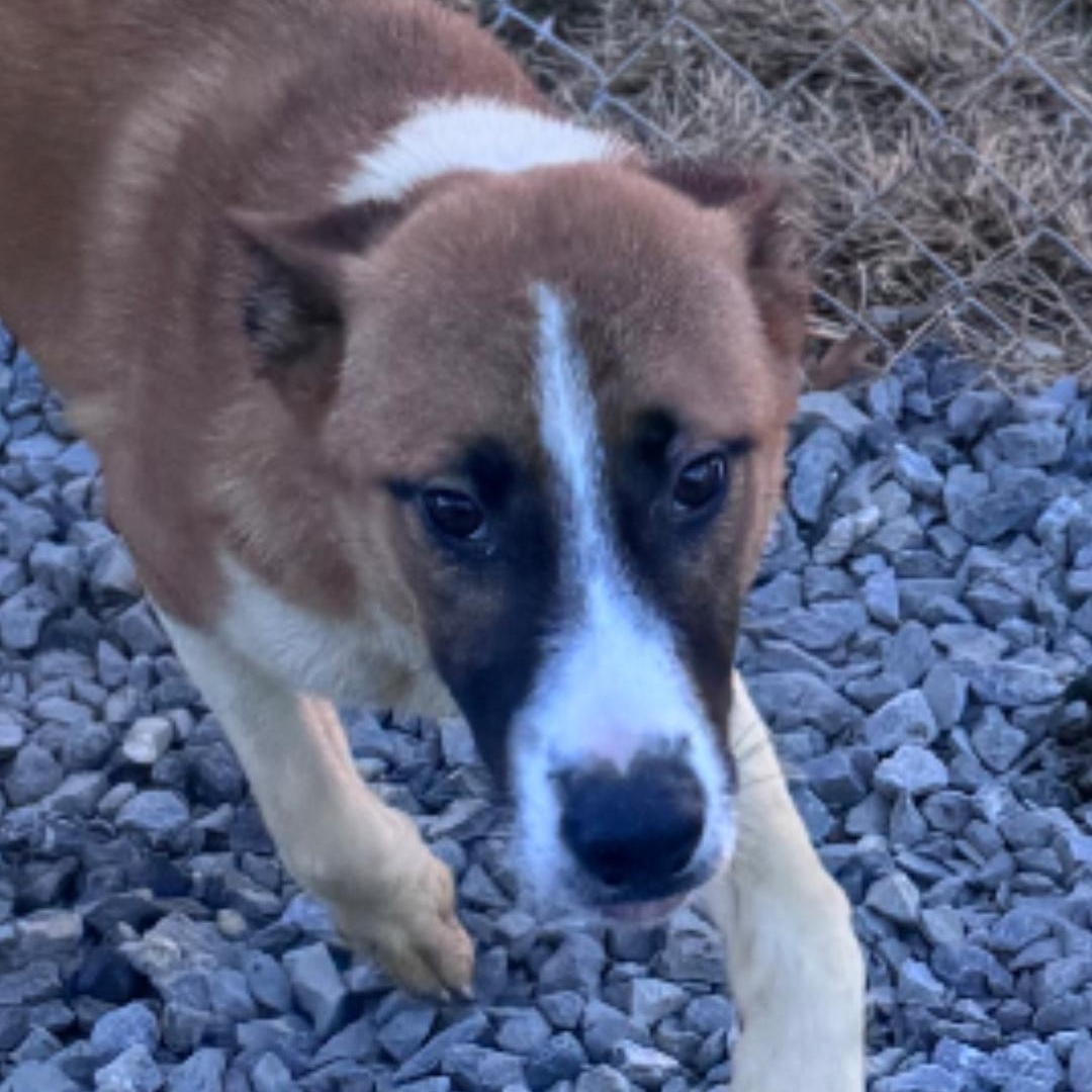 Timon, Adoptable, Young Male Belgian Shepherd / Malinois.