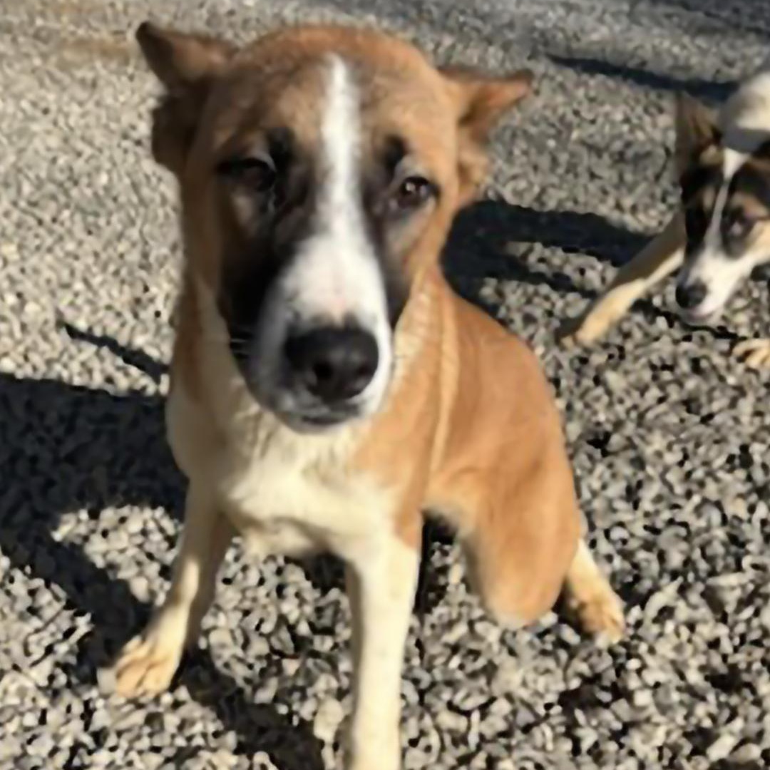 Enlarge Timon, a Adoptable Belgian Shepherd / Malinois in Chuckey, TN image 1/5