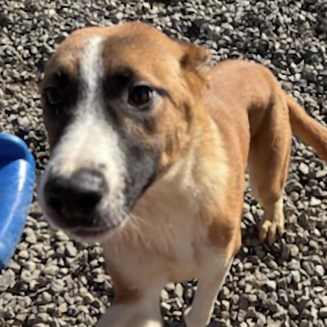 Enlarge Timon, a Adoptable Belgian Shepherd / Malinois in Chuckey, TN image 5/5